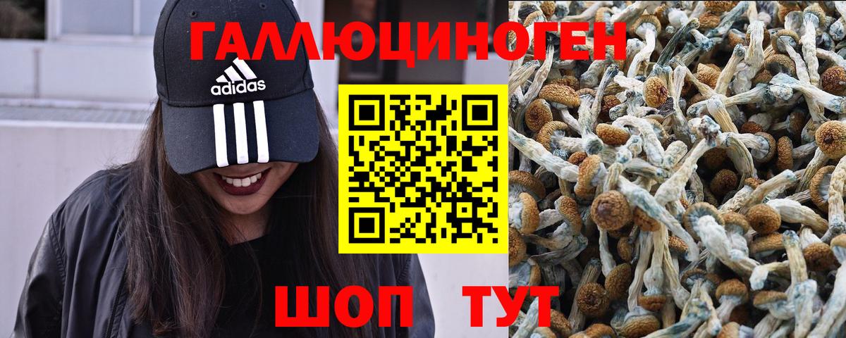 Кировск  Галлюциногенные грибы Psilocybine cubensis  Вход с VPN 